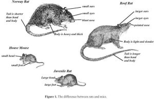 rodent control treatment services