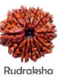 Rudraksha