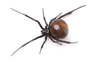 spider pest control services