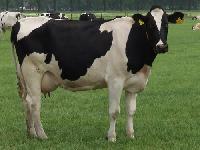 Holstein Friesian Cows