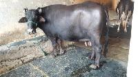 Indian Buffalo