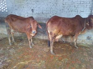 sahiwal cows