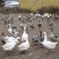 Duck Farming Services