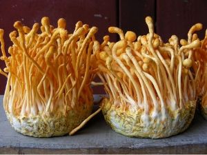 Cordyceps Militaris