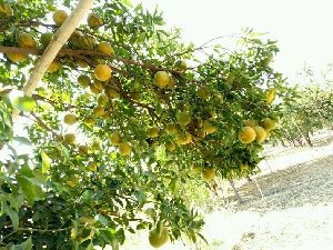 Plantonics Citrus Special