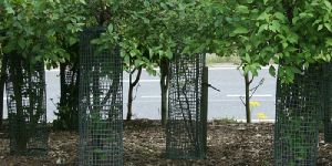 Mesh Tree Guards