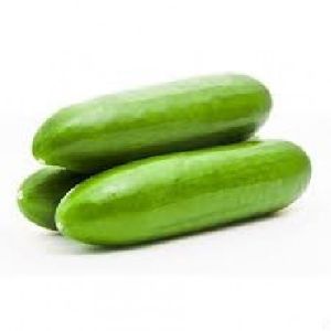 Cucumber