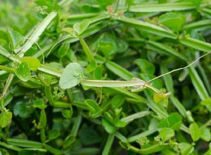 Cissus quadrangularis