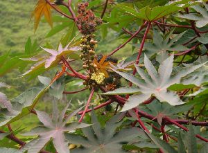 Eranda moola (Ricinus communis)