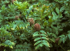 Mulethi (Glycyrrhiza glabra)