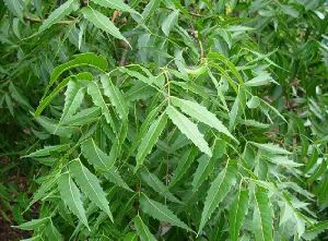 NEEM PLANTS