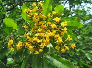 Vijaysar Pterocarpus marsupium