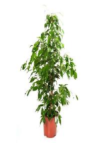 Ficus Benjamina Outdoor Plant