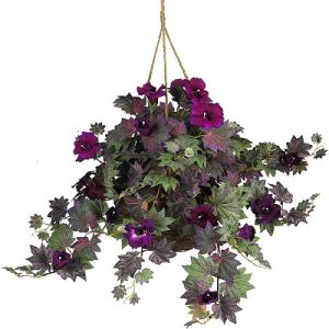 Hanging Basket Indoor Plant