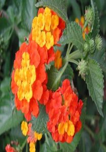 Lantena Flower Plant