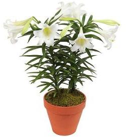 lily flower plant