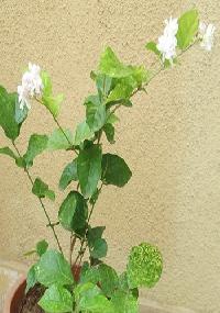 Mogra Flower Plant
