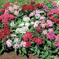 Pentas Flower plant