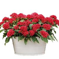 Red Pentas Indoor Plant