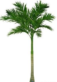 Royal Palm Plant