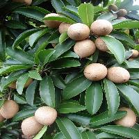 Sapodilla Fruits Plant