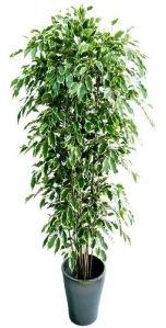 Variegated Ficus Indoor Plant