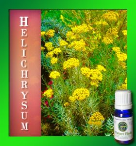 Helichrysum Essential Oils