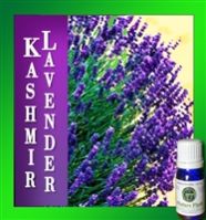 Rare Kashmir Lavender Oil