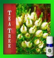 Tea Tree Essential Oils