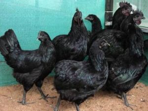 Live Kadaknath Bird