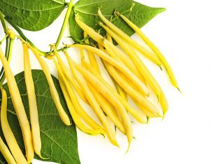 YELLOW BEANS SEEDS