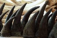 Rhinoceros Horns