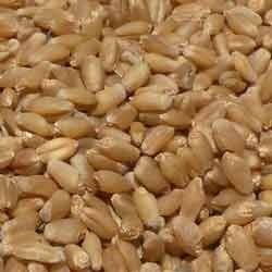 Wheat Seeds