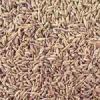 white cumin seeds