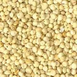 White Sorghum