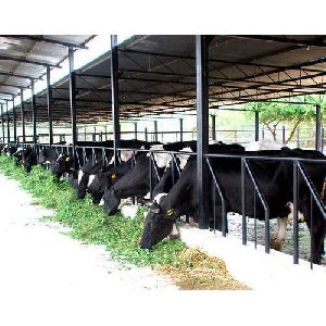 Dairy Farm Consultancy Services