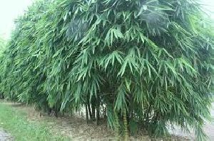 bamboo tree