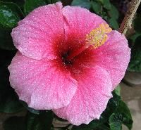 Hibiscus Flowers