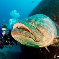 Grouper Fish