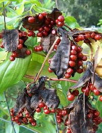 Gloriosa Superba Seed