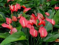 Anthurium