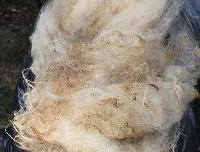 Raw wool