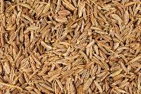 Cumin Seeds