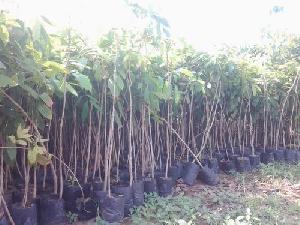 mahogany plants