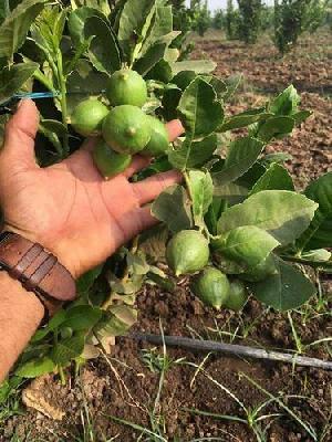 Seedless Lemon Plants