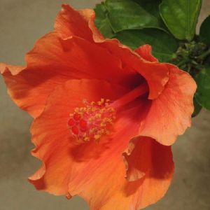 Hibiscus Orange/Goldspot