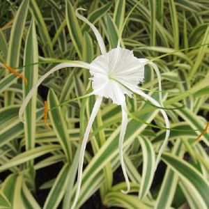 variegated Spider Lily