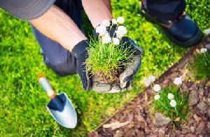 Garden Annual Maintenance Contract Services