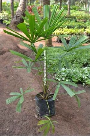 butia capitata plant