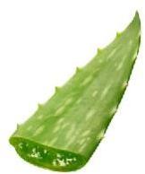 Fresh Aloe Vera Leaves